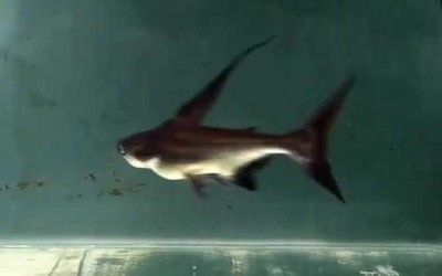 小龍魚的作品凌天：小龍魚作品凌天在線閱讀全文下載指南