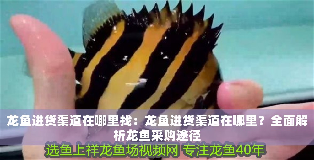 龍魚進貨渠道在哪里找：龍魚進貨渠道在哪里？全面解析龍魚采購途徑