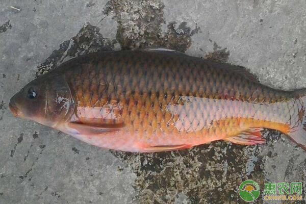 龍鳳鯉魚常見疾病及預防：龍鳳鯉魚日常護理要點有哪些龍鳳鯉魚日常護理要點