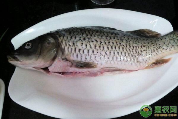 龍鳳鯉魚常見疾病及預防：龍鳳鯉魚日常護理要點有哪些龍鳳鯉魚日常護理要點