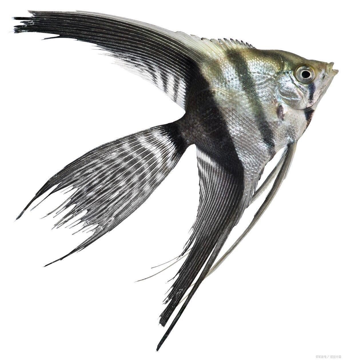 銀龍魚魚鰭不完整可以長回來嗎 銀龍魚魚鰭不完整可以長回來嗎 龍魚百科 第1張