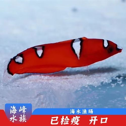 馬來紅龍魚長大什么樣子圖片