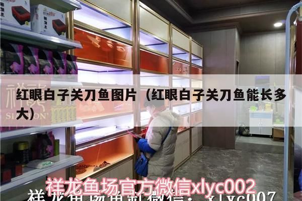 紅眼白子關刀魚繁殖成功率提升，繁殖技術提升的改進，成功率的提高