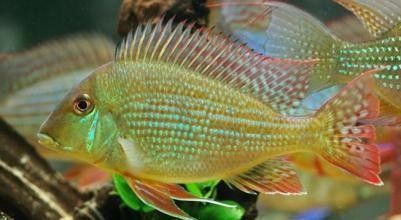 紅眼白子關刀魚繁殖成功率提升，繁殖技術提升的改進，成功率的提高