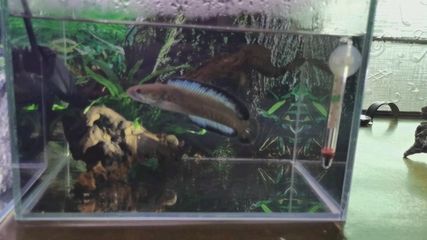 雷龍魚怎么喂養(yǎng)方法，雷龍魚喂養(yǎng)技巧：雷龍魚水質(zhì)管理技巧，雷龍魚水質(zhì)管理技巧 雷龍魚怎么喂養(yǎng)方法，雷龍魚喂養(yǎng)技巧：雷龍魚水質(zhì)管理技巧，雷龍魚水質(zhì)管理技巧 龍魚百科 第1張