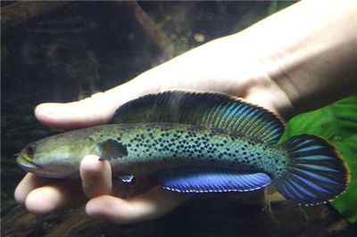 雷龍魚怎么喂養(yǎng)方法，雷龍魚喂養(yǎng)技巧：雷龍魚水質(zhì)管理技巧，雷龍魚水質(zhì)管理技巧 雷龍魚怎么喂養(yǎng)方法，雷龍魚喂養(yǎng)技巧：雷龍魚水質(zhì)管理技巧，雷龍魚水質(zhì)管理技巧 龍魚百科 第5張