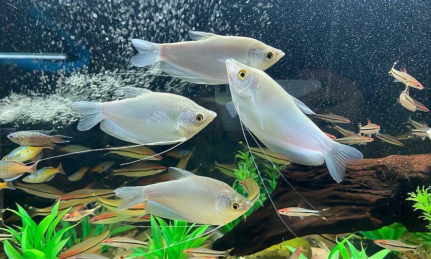 曼龍魚吃的多嗎 曼龍魚吃的多嗎 龍魚百科 第1張