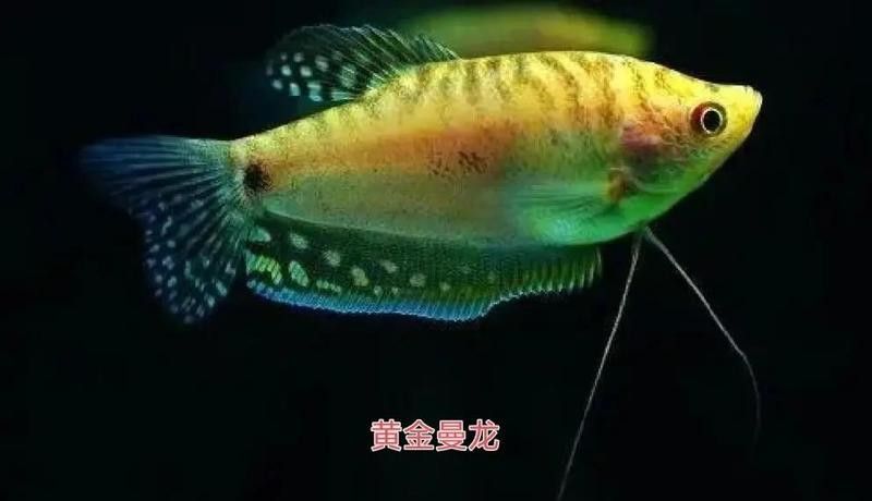 曼龍魚吃的多嗎 曼龍魚吃的多嗎 龍魚百科 第6張
