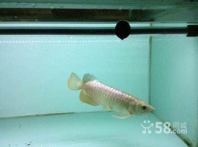 龍魚配幾條魚好養（如何維護龍魚混養水質）