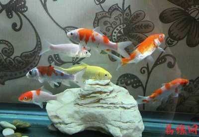 龍魚配幾條魚好養（如何維護龍魚混養水質）