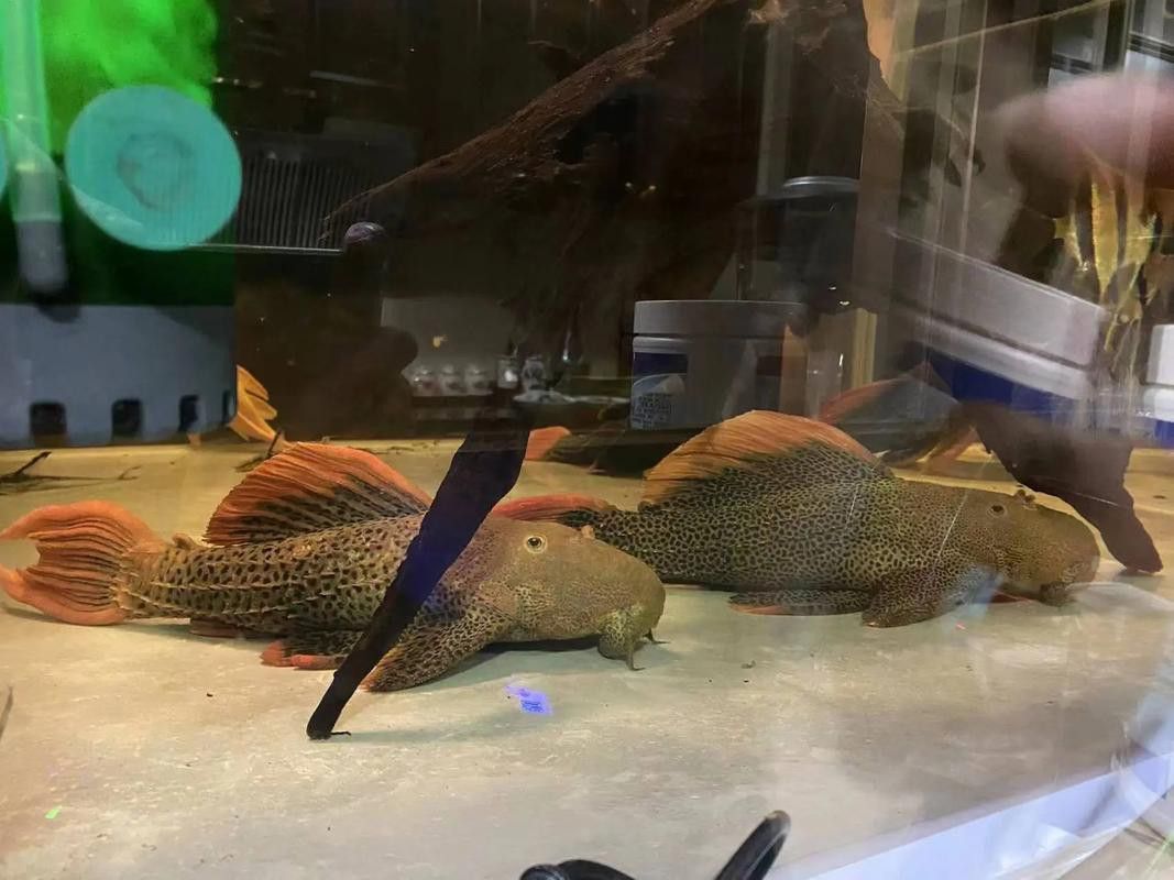 帝王血鉆能和龍魚混養嗎圖片