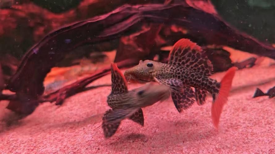 帝王血鉆能和龍魚混養嗎圖片