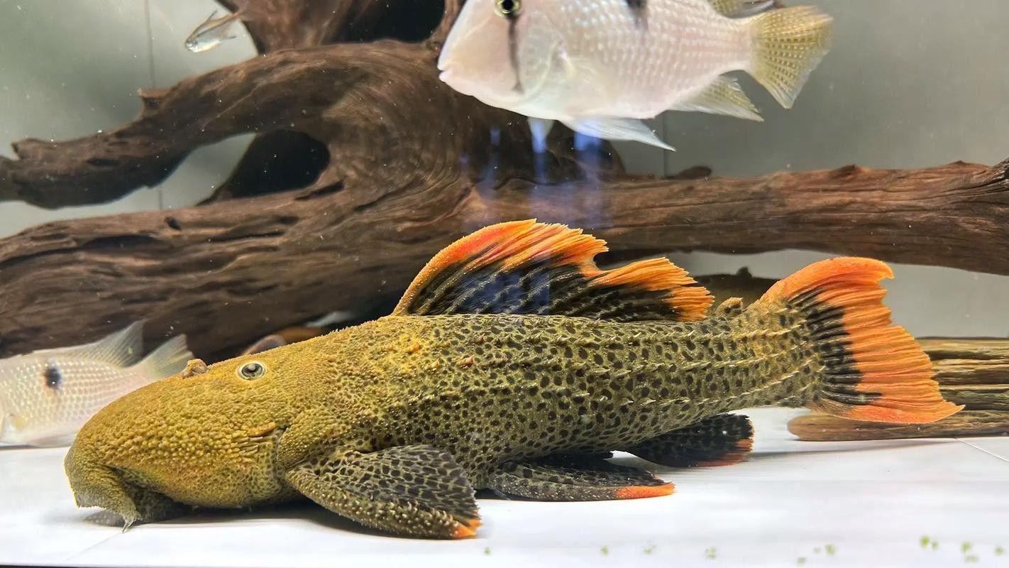 帝王血鉆能和龍魚(yú)混養(yǎng)嗎圖片