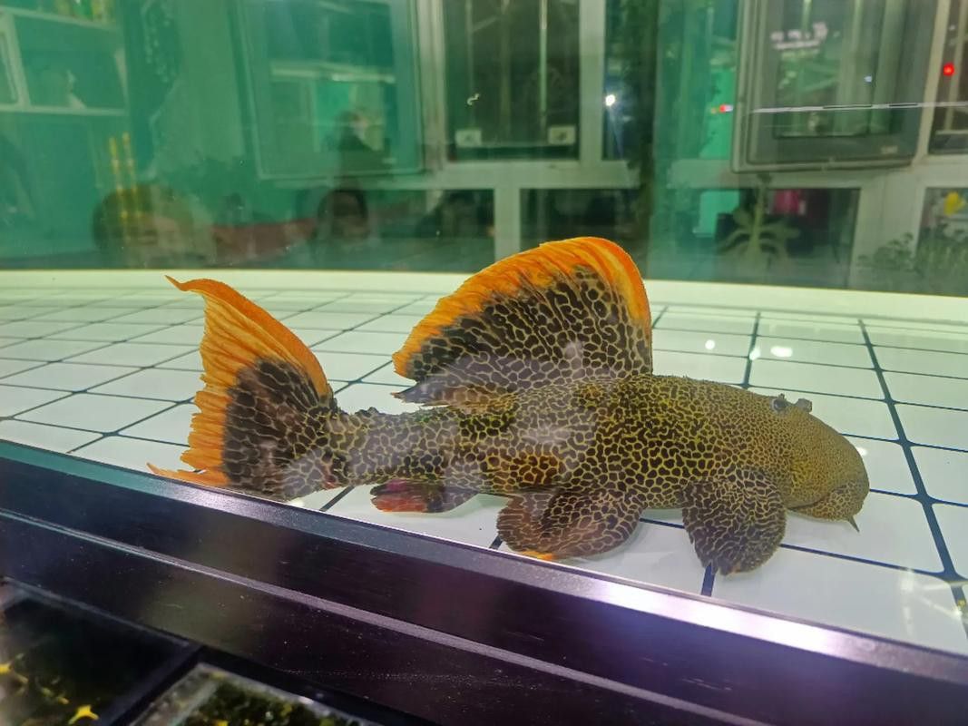 帝王血鉆能和龍魚混養嗎圖片