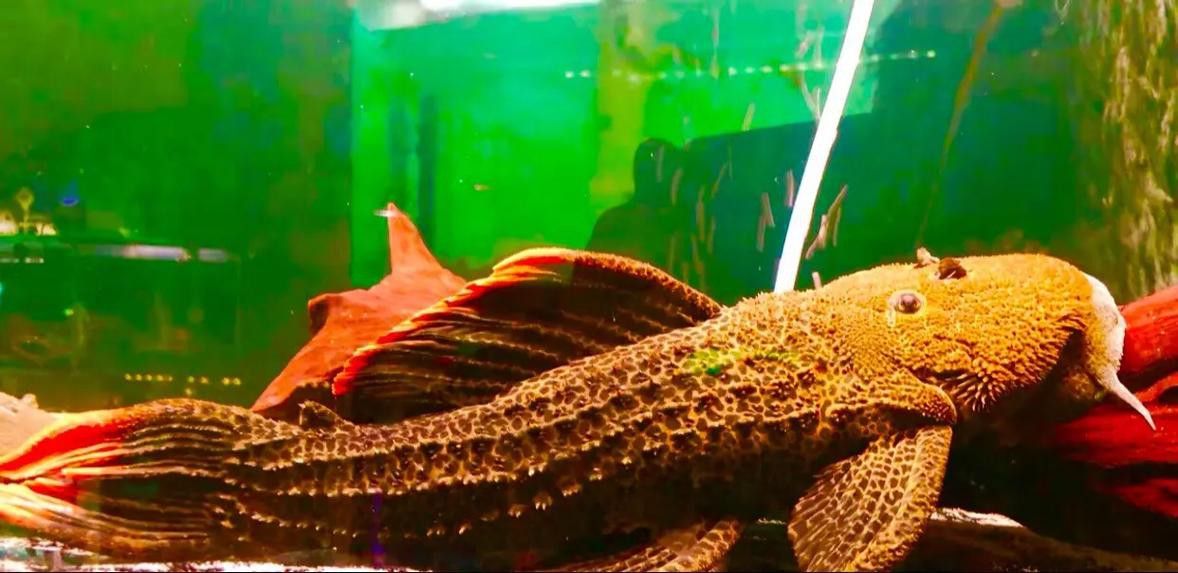 帝王血鉆能和龍魚(yú)混養(yǎng)嗎圖片