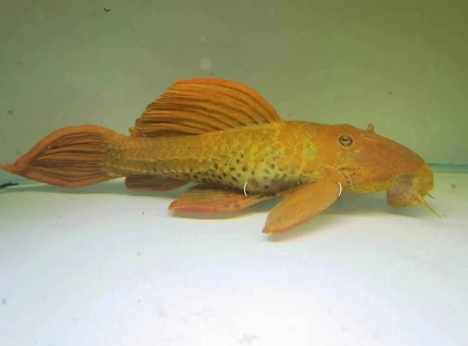 帝王血鉆能和龍魚(yú)混養(yǎng)嗎圖片