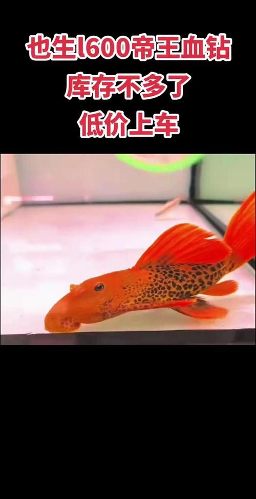 帝王血鉆能和龍魚(yú)混養(yǎng)嗎圖片