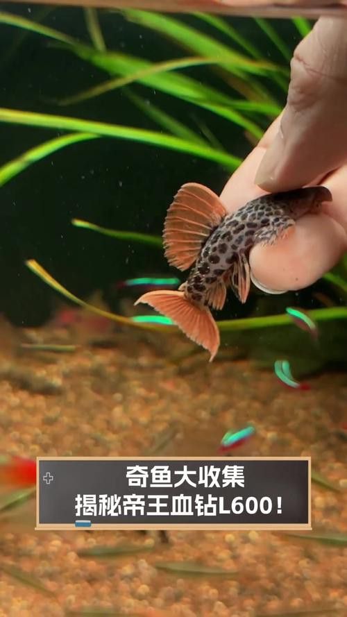 帝王血鉆能和龍魚(yú)混養(yǎng)嗎圖片