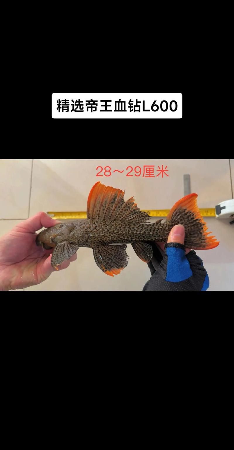 帝王血鉆能和龍魚(yú)混養(yǎng)嗎圖片