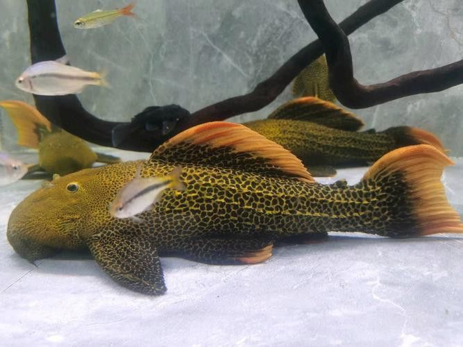 帝王血鉆能和龍魚(yú)混養(yǎng)嗎圖片