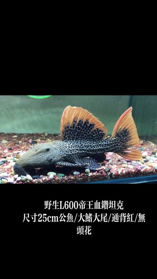 帝王血鉆能和龍魚(yú)混養(yǎng)嗎圖片