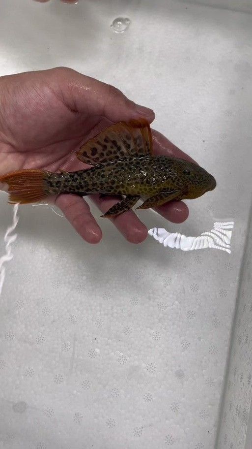 帝王血鉆能和龍魚(yú)混養(yǎng)嗎圖片