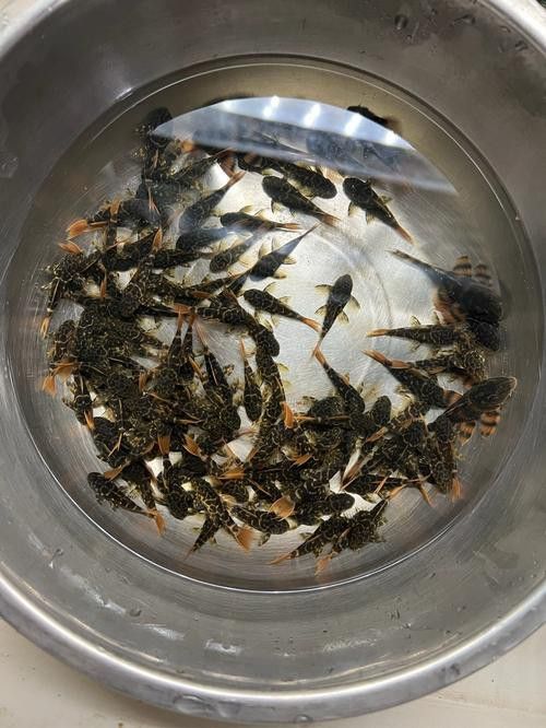 帝王血鉆能和龍魚(yú)混養(yǎng)嗎圖片