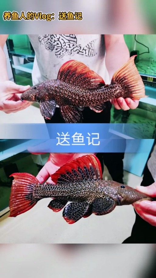 帝王血鉆能和龍魚(yú)混養(yǎng)嗎圖片