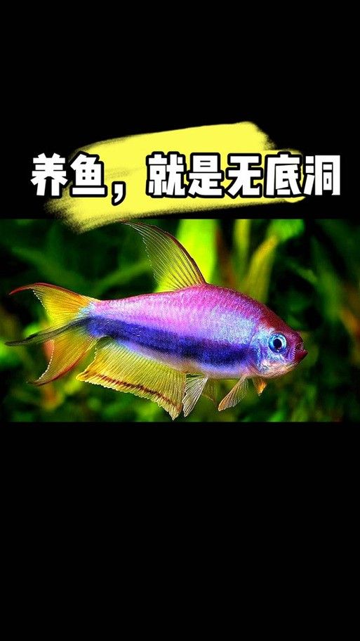 帝王血鉆能和龍魚(yú)混養(yǎng)嗎圖片