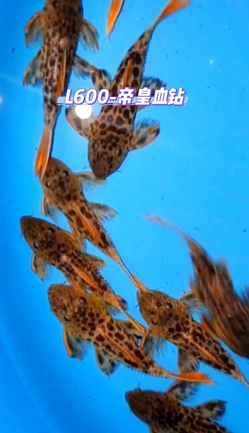 帝王血鉆能和龍魚(yú)混養(yǎng)嗎圖片