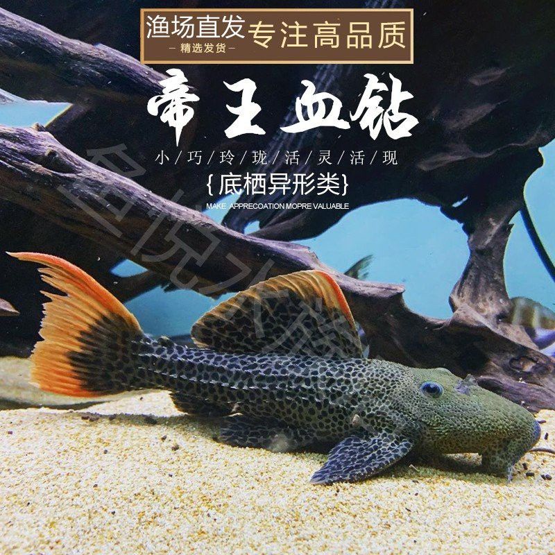 帝王血鉆能和龍魚(yú)混養(yǎng)嗎圖片