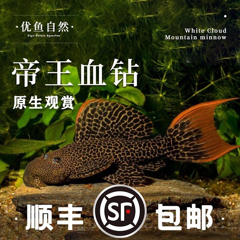帝王血鉆能和龍魚(yú)混養(yǎng)嗎圖片