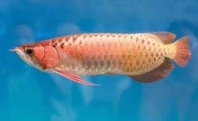 龍魚吃完吐出來會死嗎為什么：龍魚吃完吐出來會死嗎