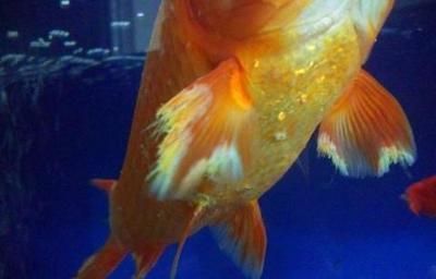 龍魚尾巴上長白點怎么治療？：如何正確使用龍魚驅蟲藥