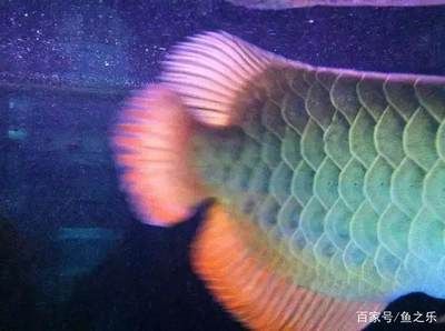 龍魚尾巴上長白點怎么治療？：如何正確使用龍魚驅蟲藥