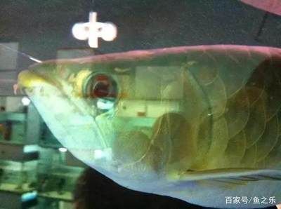 龍魚尾巴上長白點怎么治療？：如何正確使用龍魚驅(qū)蟲藥