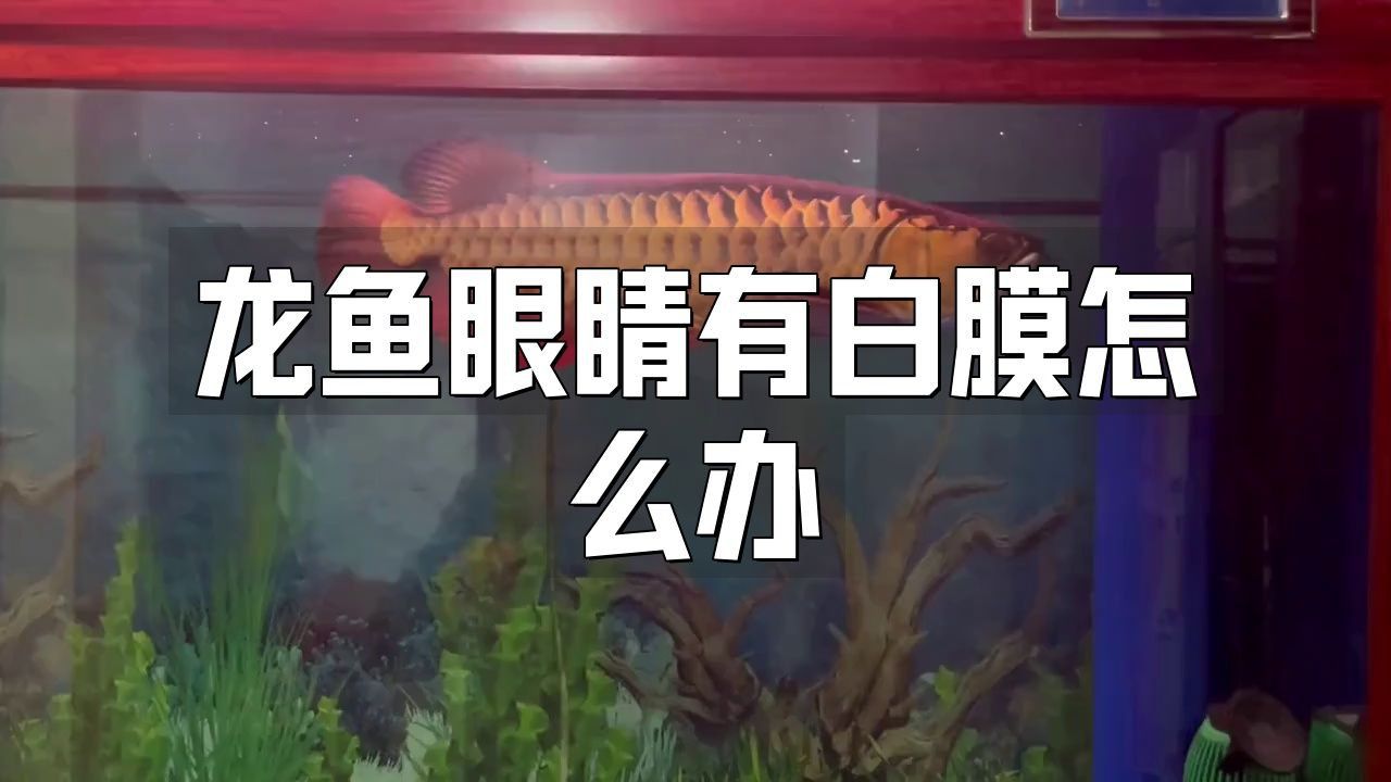 如何判斷龍魚眼睛白膜的嚴重程度？ 如何判斷龍魚眼睛白膜的嚴重程度？ 龍魚百科 第3張