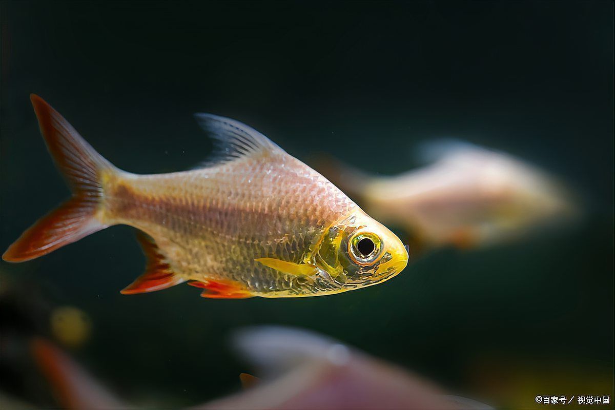 如何判斷龍魚眼睛白膜的嚴重程度？ 如何判斷龍魚眼睛白膜的嚴重程度？ 龍魚百科 第12張