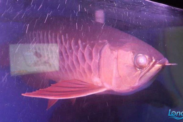 如何判斷龍魚眼睛白膜的嚴重程度？ 如何判斷龍魚眼睛白膜的嚴重程度？ 龍魚百科 第11張