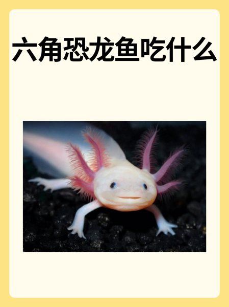 六角恐龍魚會吃魚糞便嗎