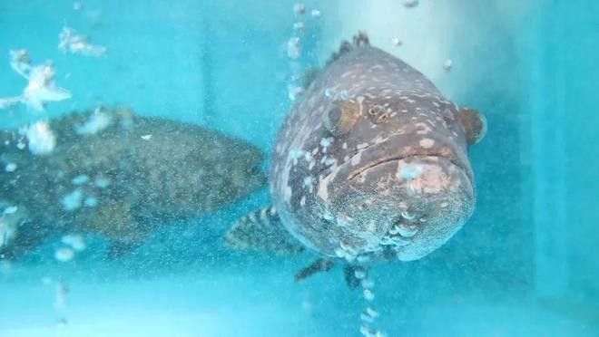 廣州哪里是批發(fā)龍魚的地方