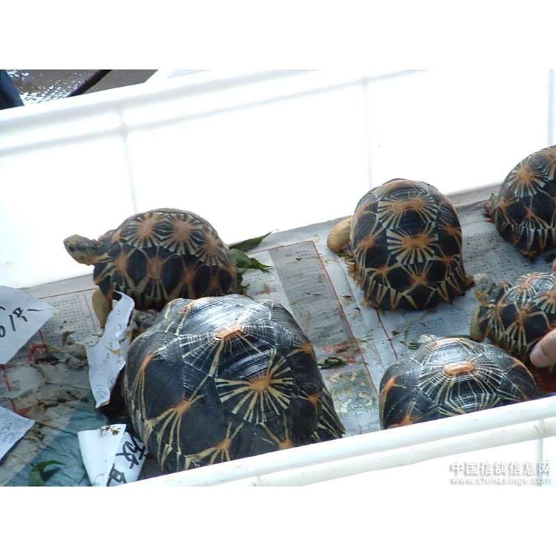 廣州哪里是批發(fā)龍魚的地方