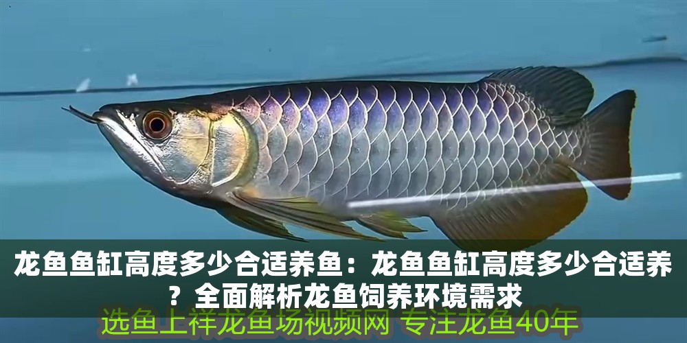 龍魚魚缸高度多少合適養魚：龍魚魚缸高度多少合適養？全面解析龍魚飼養環境需求