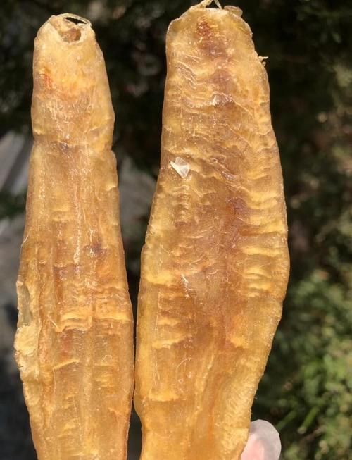 金龍魚膠圖片