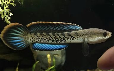 雷龍魚訓練喂食：雷龍魚吃飼料的方法和注意事項