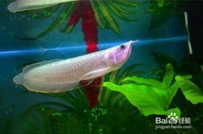 銀龍魚活餌喂養技巧：銀龍魚活餌喂養技巧對于維護它們的健康和活力至關重要