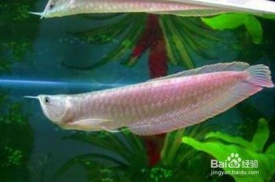 銀龍魚活餌喂養技巧：銀龍魚活餌喂養技巧對于維護它們的健康和活力至關重要