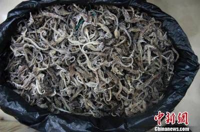海龍魚干一天吃多少(海龍魚干一天吃多少合適?) 龍魚百科 第3張 海龍魚干一天吃多少(海龍魚干一天吃多少合適?) 海龍魚干一天吃多少(海龍魚干一天吃多少合適?) 龍魚百科 第3張
