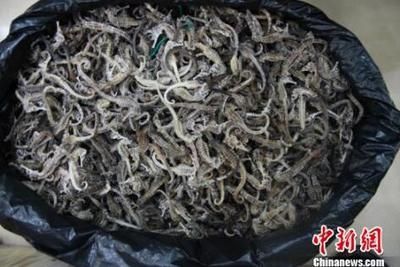 海龍魚干一天吃多少(海龍魚干一天吃多少合適?) 龍魚百科 第2張 海龍魚干一天吃多少(海龍魚干一天吃多少合適?) 海龍魚干一天吃多少(海龍魚干一天吃多少合適?) 龍魚百科 第2張
