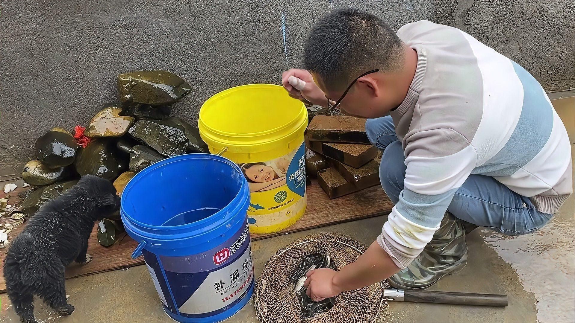 七星魚和雷龍魚哪個更具有觀賞性？